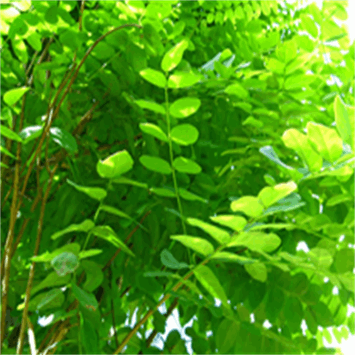 اقاقیا پیوندی