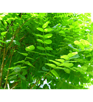 اقاقیا پیوندی