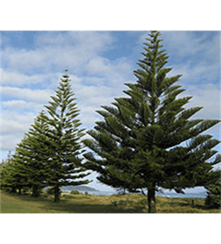 کاج تهران کیسه کوچک