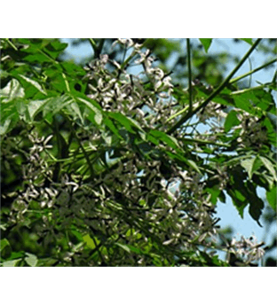 نهال زبان گنجشک