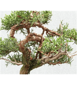 سرو نقره ای کوچک