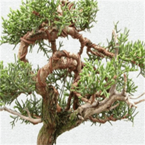 سرو نقره ای کوچک